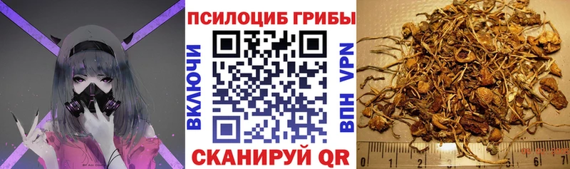 наркотики  Переславль-Залесский  Псилоцибиновые грибы Cubensis 